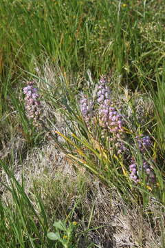 Imagem de Lachenalia youngii Baker