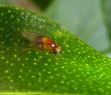 Image of Thaumatomyia rubida (Coquillett 1898)