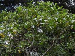 Image of Hairy Psychotria