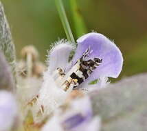 Image de Glyphipterix platydisema Lower 1893