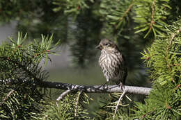 Image of Cassin's Finch