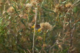 Isocoma coronopifolia (A. Gray) Greene的圖片