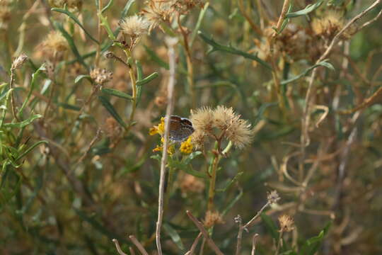 Слика од Isocoma coronopifolia (A. Gray) Greene