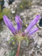 Imagem de Campanula lingulata Waldst. & Kit.