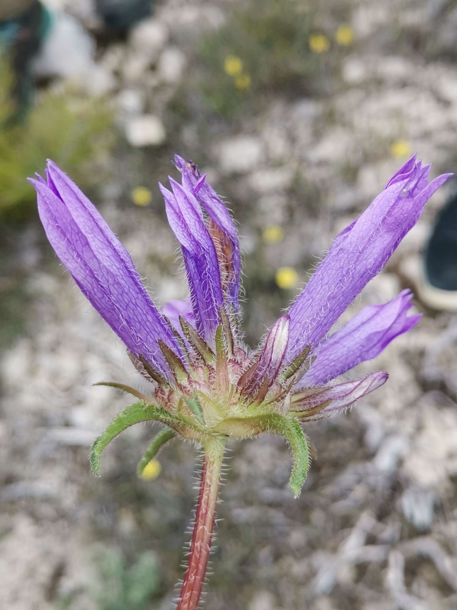 Imagem de Campanula lingulata Waldst. & Kit.