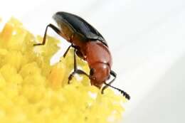 Image of Clover Stem Borer