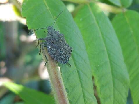 Image of Four-humped Stink Bug