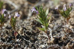 Image of Ziziphora tenuior L.