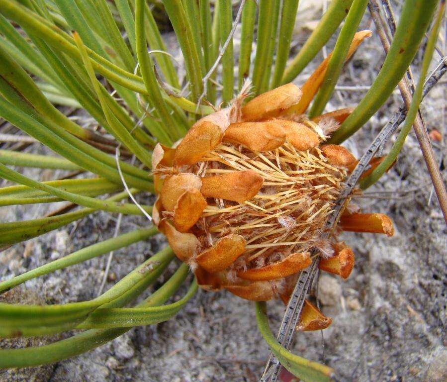 Imagem de Protea scabra R. Br.