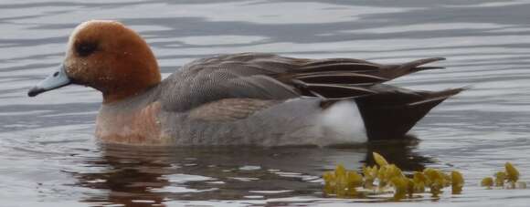 Image of Eurasian Wigeon