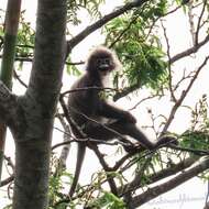 Image of Phayre's Langur