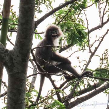 Image of Phayre's Langur