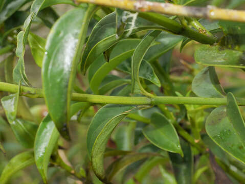 Image of Symbolanthus calygonus (Ruiz & Pav.) Griseb.