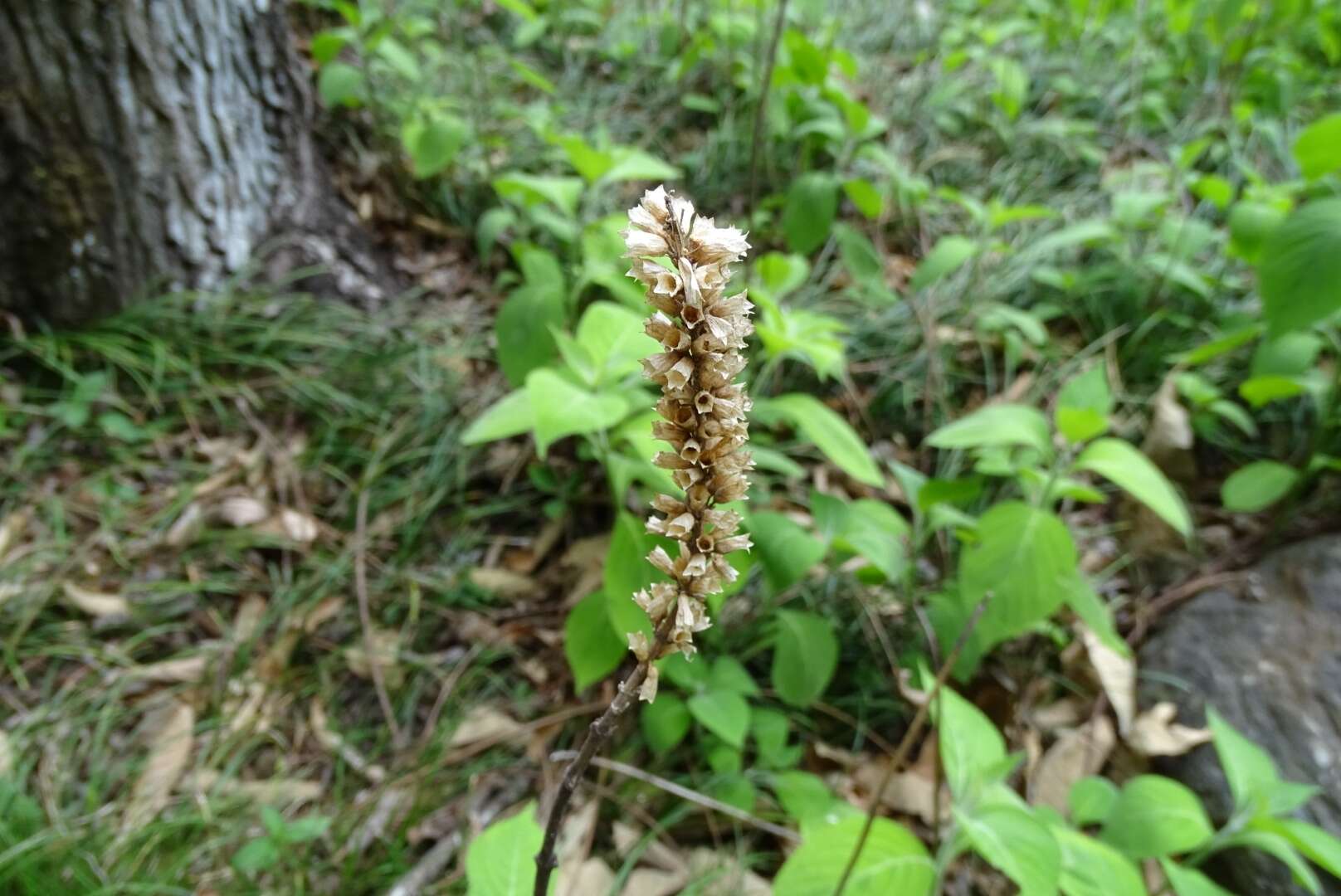 Image of Comanthosphace formosana Ohwi