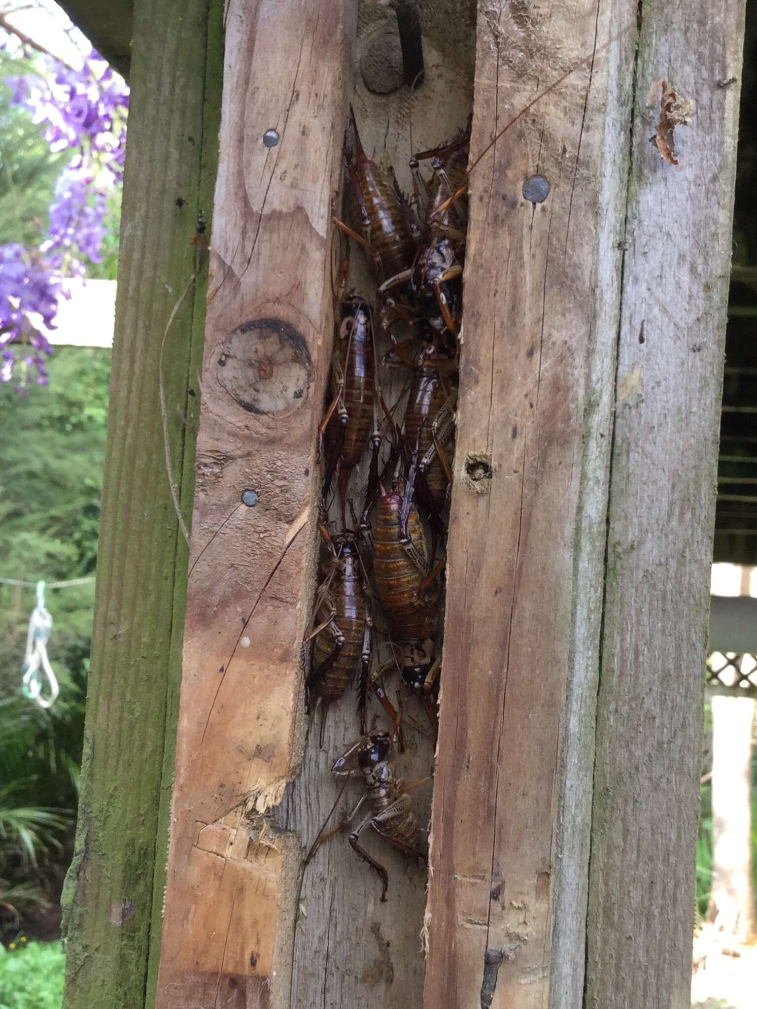 Image of Auckland tree weta