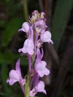 Image of Linaria virgata (Poir.) Desf.