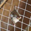 Image of Minor Epauletted Fruit Bat