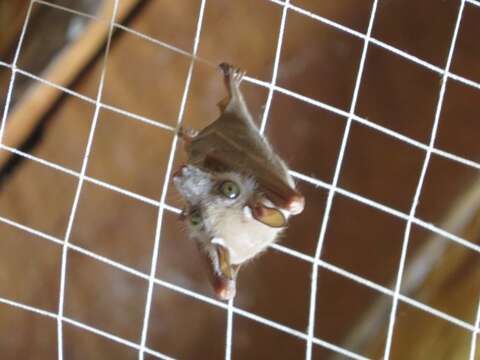 Image of Minor Epauletted Fruit Bat