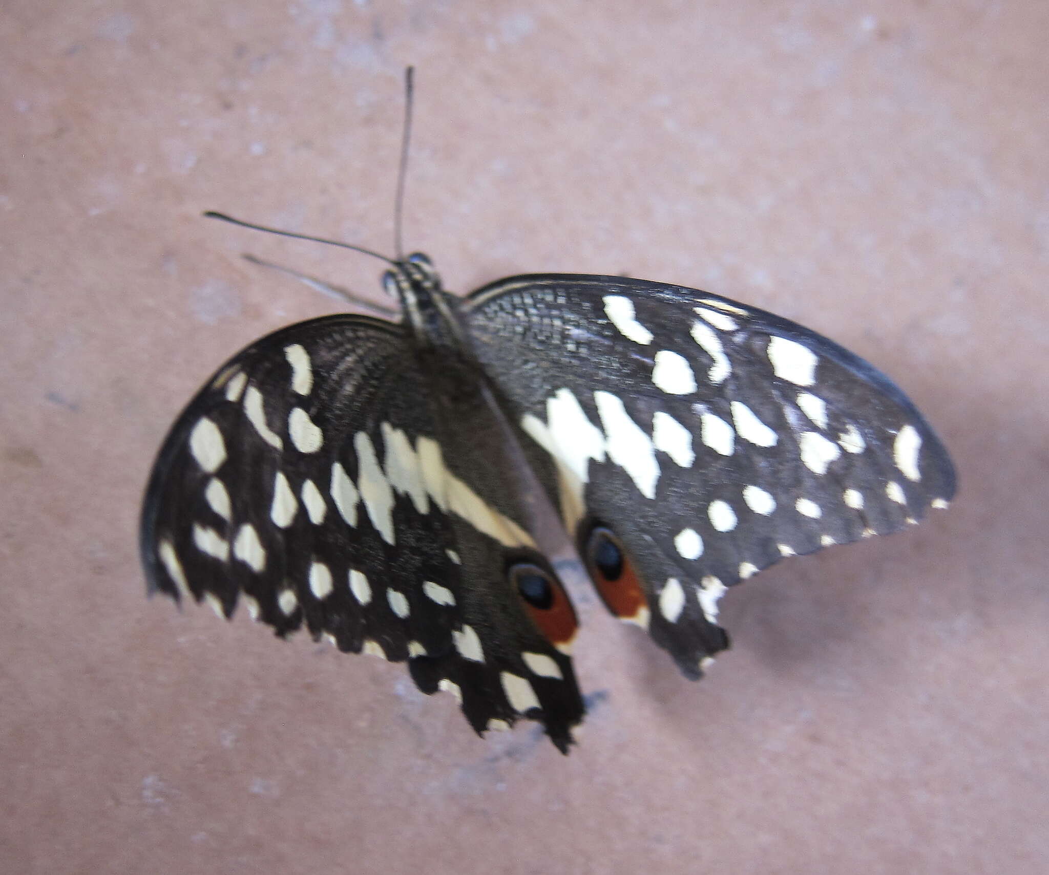 Image of Citrus swallowtail