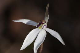 Image of Caladenia saccharata Rchb. fil.