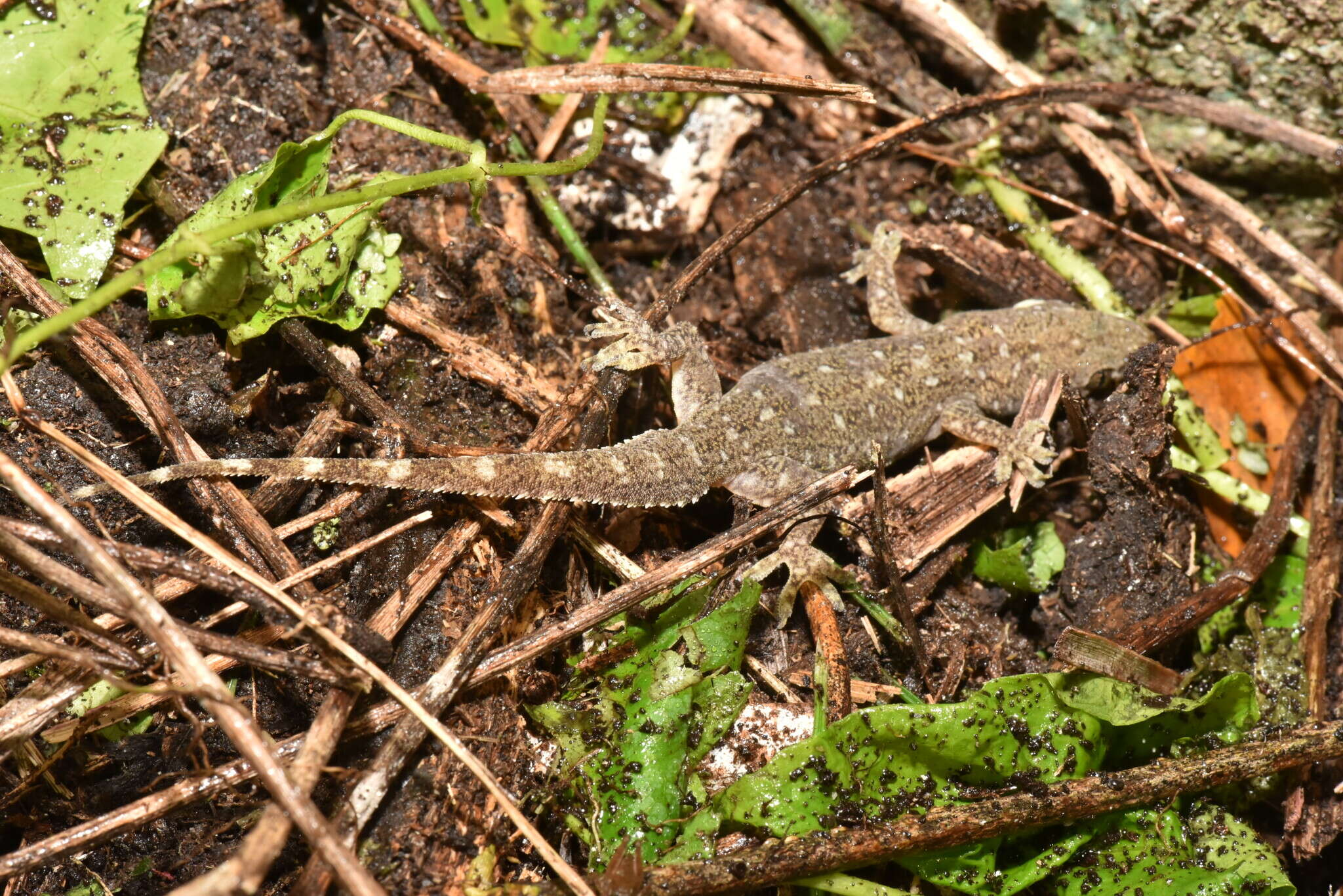 Image of Hemidactylus stejnegeri Ota & Hikida 1989