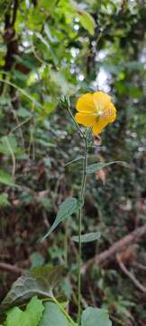 Imagem de Abutilon persicum (Burm. fil.) Merr.