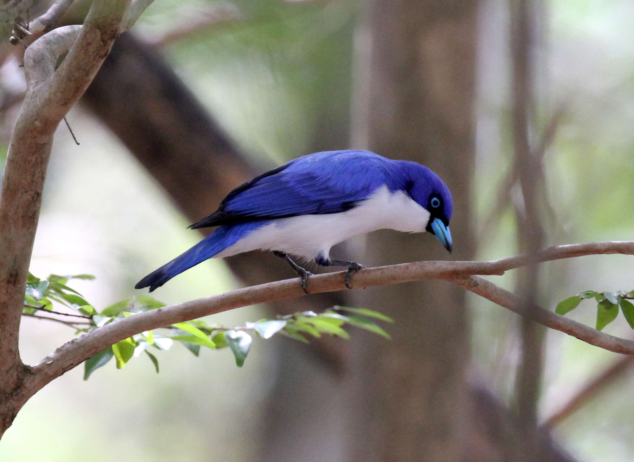 Image of Cyanolanius Bonaparte 1854