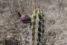 Corryocactus aureus (F. A. C. Weber) Hutchison resmi