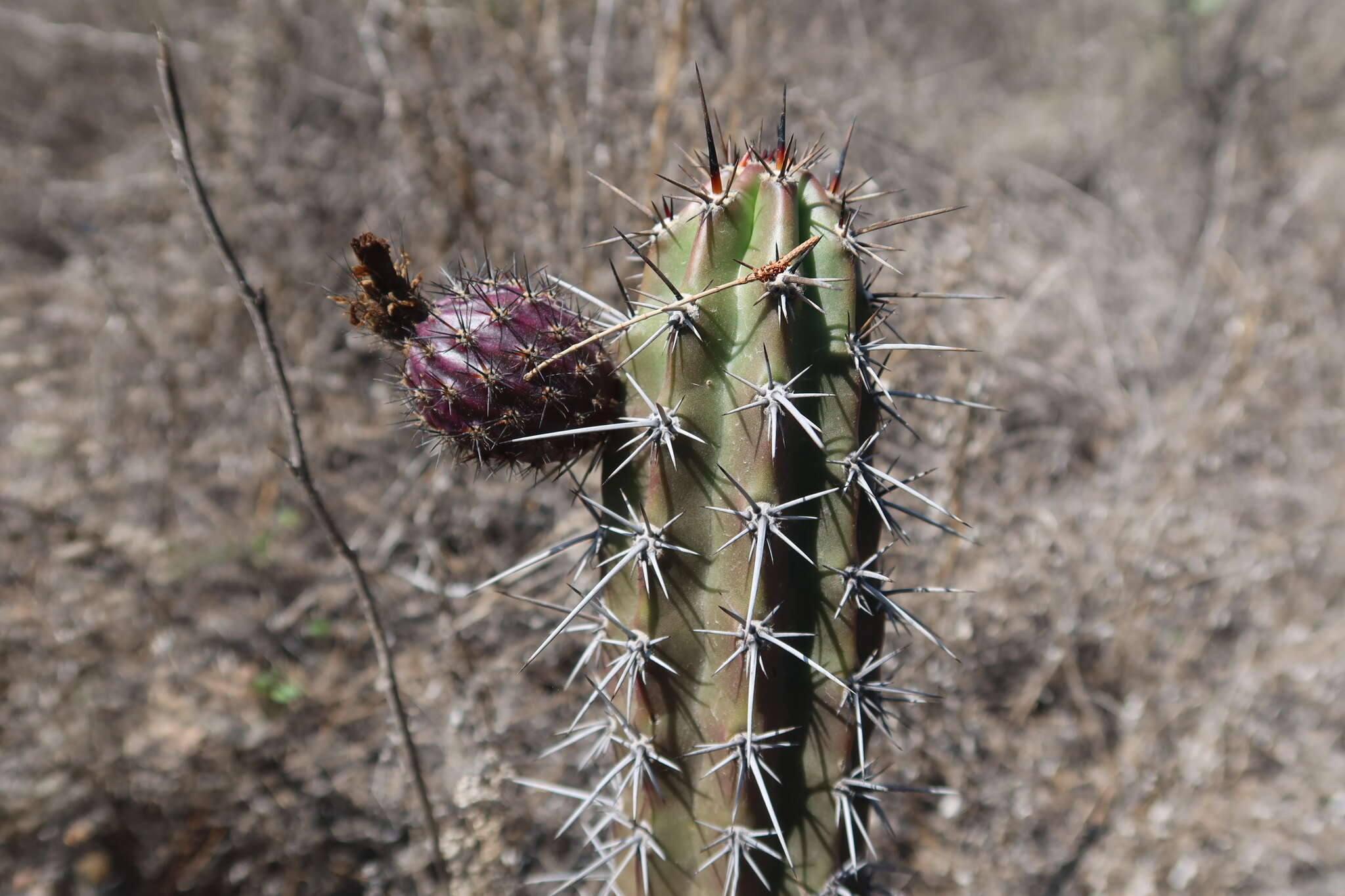 Corryocactus aureus (F. A. C. Weber) Hutchison resmi