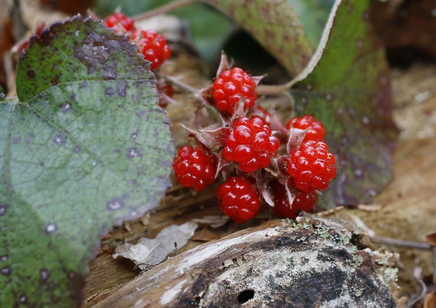 Image de Rubus buergeri Miq.