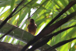 Image of Principe Seedeater
