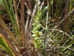 Image of Epilobium billardierianum subsp. billardierianum