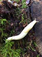 Image of Yellow-bordered Taildropper