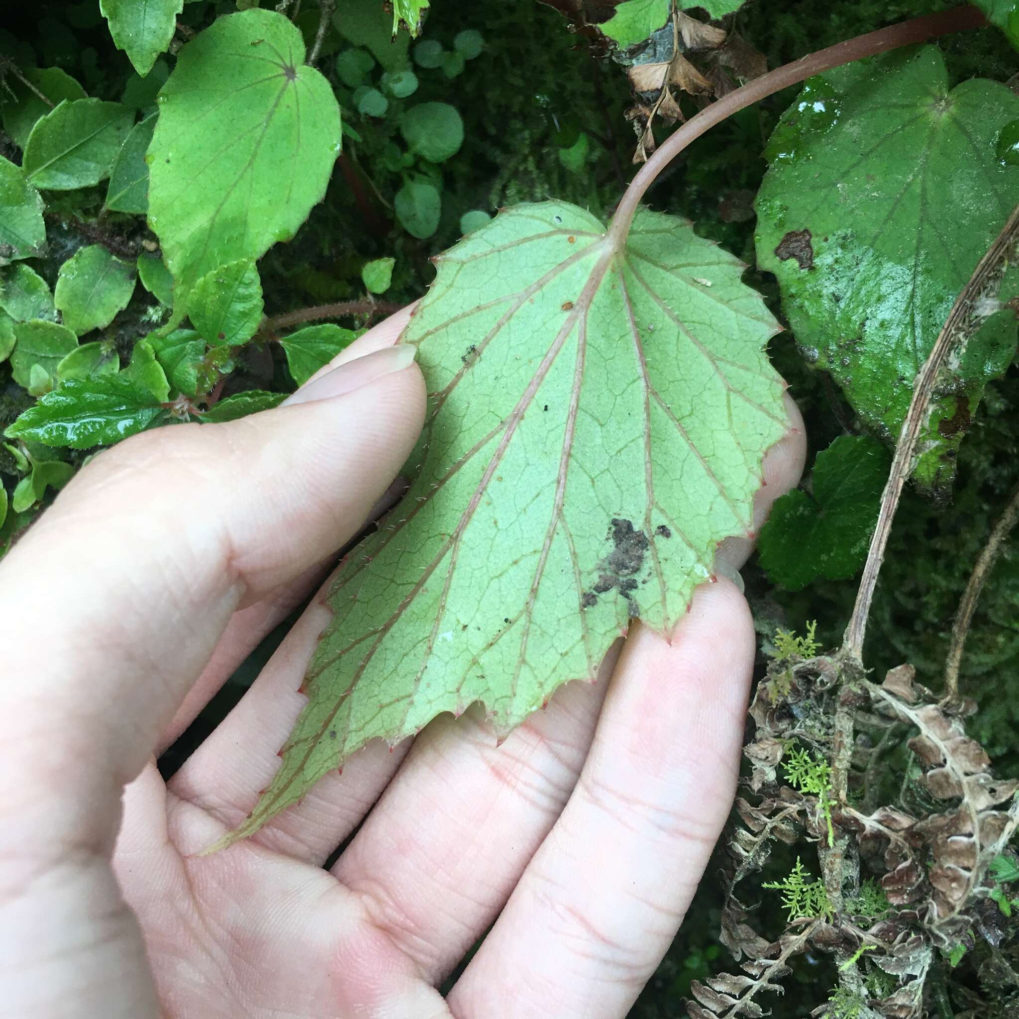 Слика од Begonia nantoensis M. J. Lai & N. J. Chung