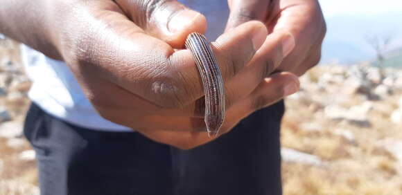 Image of Woodbush Legless Skink