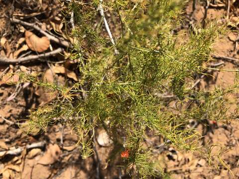 Image de Asparagus exuvialis Burch.