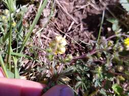 Image of Potentilla heptaphylla L.