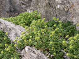 Imagem de Potentilla nivalis Lapeyr.