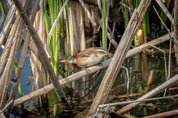 Image of Moustached Warbler