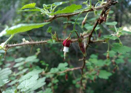 Image of canyon gooseberry