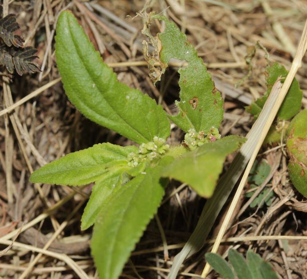 Sivun Euphorbia hirta L. kuva