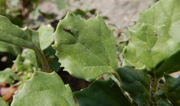 Plancia ëd Suckleya suckleyana (Torr.) Rydb.