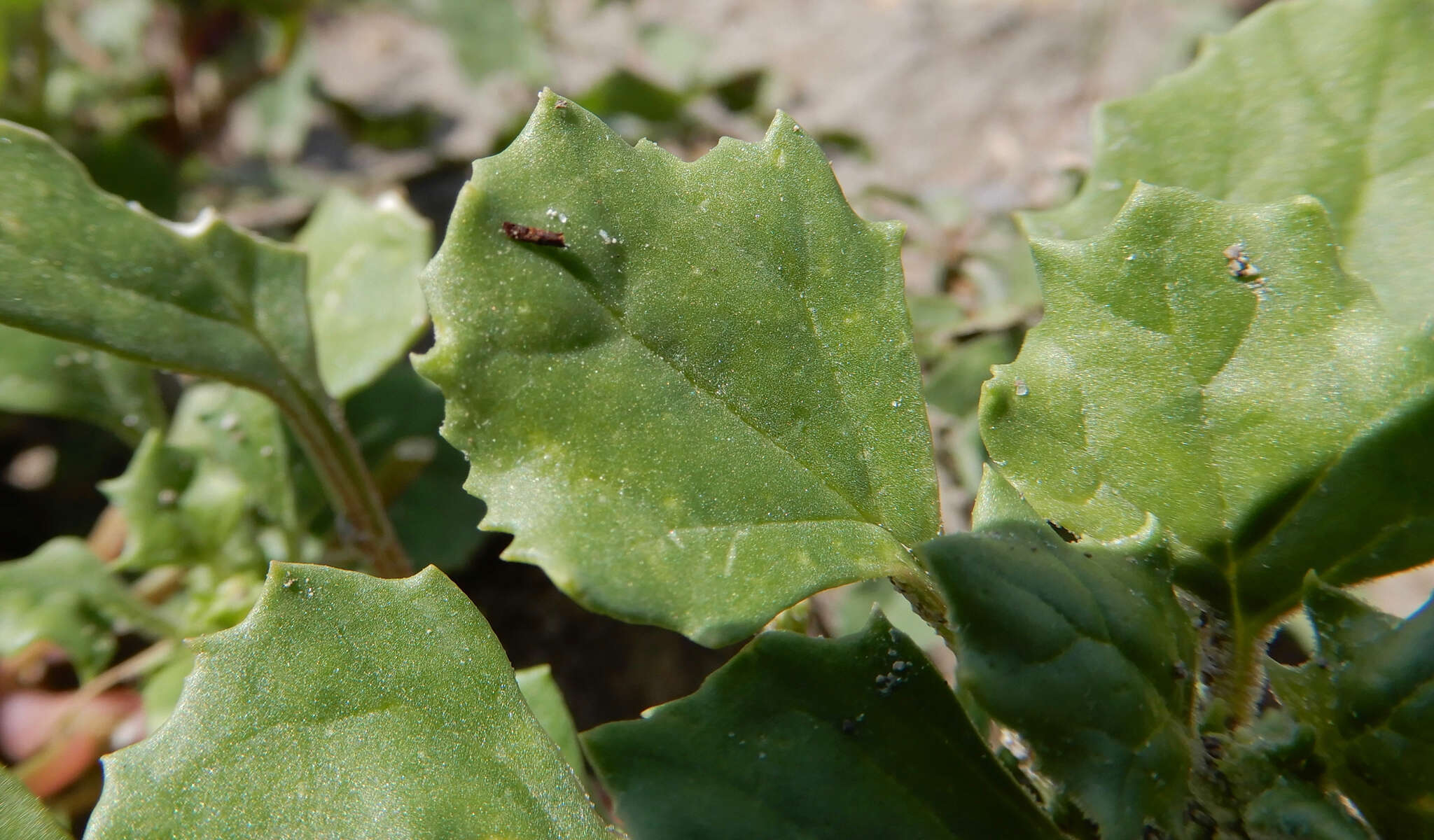 Suckleya suckleyana (Torr.) Rydb.的圖片