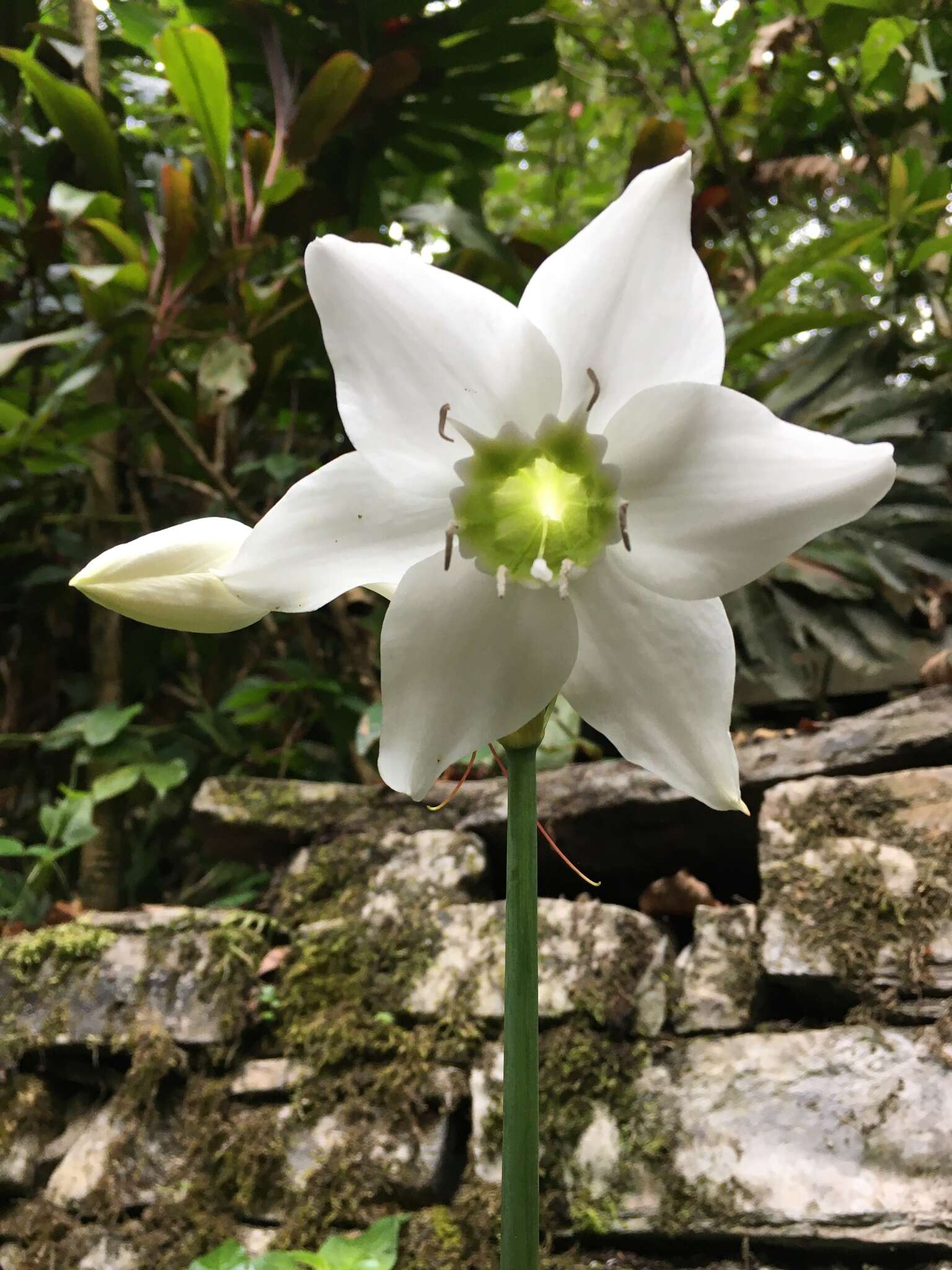 Image of Urceolina amazonica