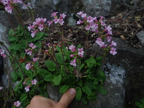 Image de Ourisia alpina Poepp. & Endl.