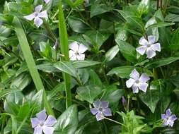 Image of Vinca difformis subsp. difformis