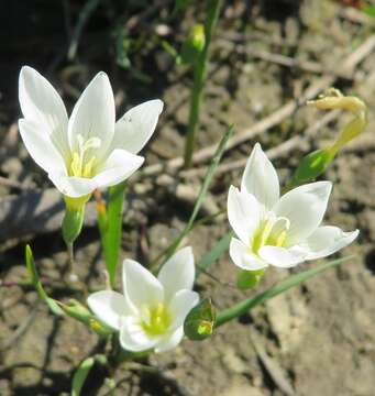 Image of Geissorhiza setacea (Thunb.) Ker Gawl.