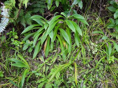 Image of Arthropodium cirratum (G. Forst.) R. Br.