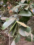 Image de Loeseneriella africana var. richardiana (Cambess. ex St.-Hil.) N. Hallé