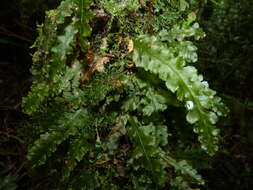 Image of treetrunk bristle fern